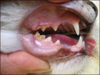 Cat with mild tartar and gingivitis