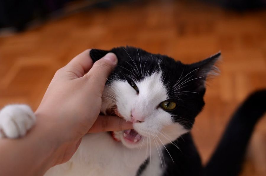 Cat Bite