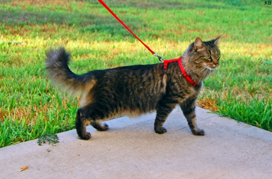 Harnessed Cat