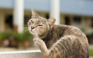 Does Your Cat Have Seasonal Allergies?