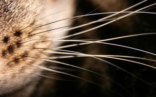 What is 'Whisker Stress'?