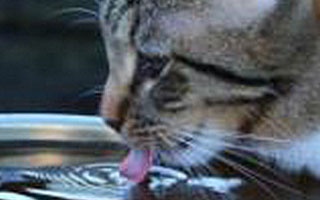 Is Your Cat Dehydrated?