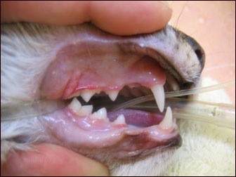 Cat with healthy gums