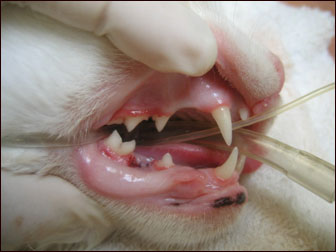 Cat tooth extraction