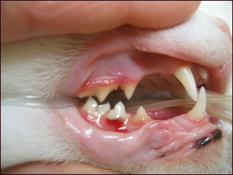 Cat with gingivitis, inflamed gum