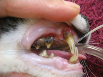 Cat with advanced periodontitis