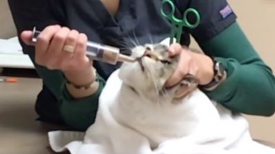 How to Syringe Feed Your Cat