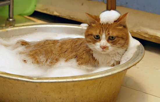 How to Bathe Your Cat Safely Tips and Tricks for a Clean and Happy Feline