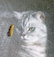 Cat with caterpillar