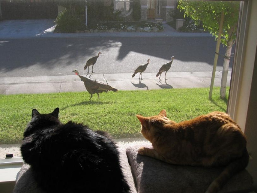 Turkey with cats