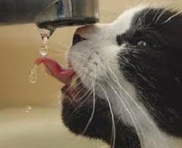 Water with cat