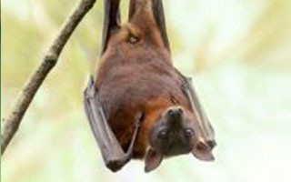 Bats, Rabies, Oh My!