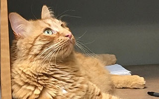 Garfield, In Need of a New Home