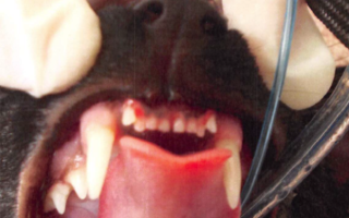 Susu's Tale of Two Too Many Teeth!